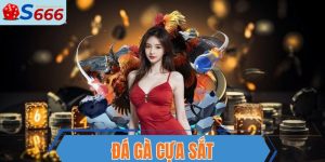 đá gà cựa sắt