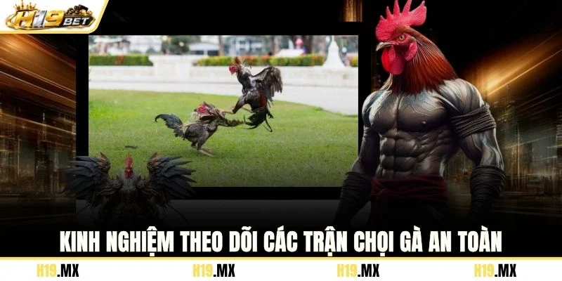 Kinh nghiệm theo dõi các trận chọi gà an toàn